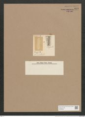 Navicula confecta A.Schm. (de-Toni-Nr.: Genus 1, Species 270) Zeichnungen Sammlung Grunow Nr. 623 (NHMW-BOT-W0366987)